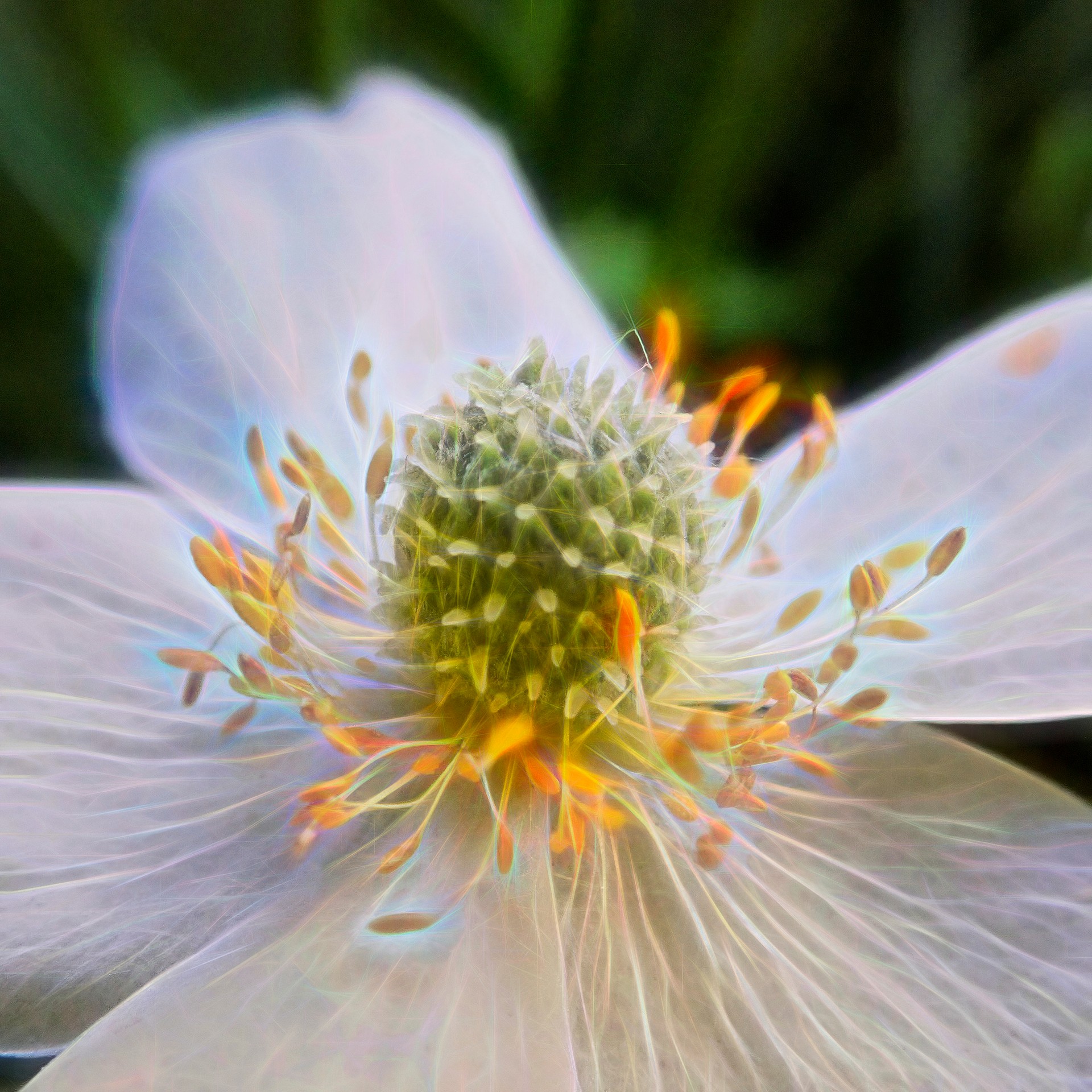 nature. electrified. - flora - Windröschen - Anemone virginiana - tall anemone - 背の高いアネム
