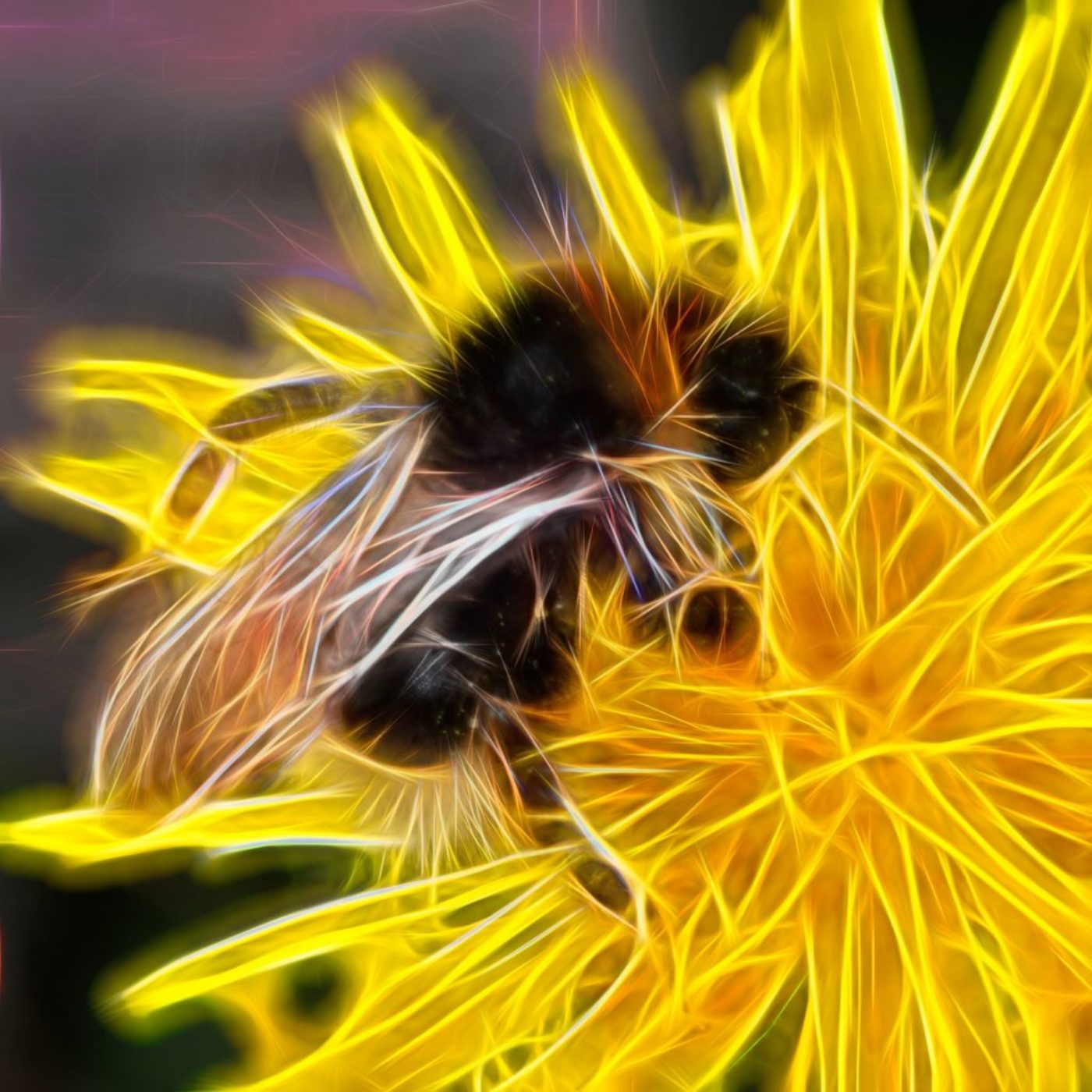 nature. electrified. - fauna - hellgelbe erdhummel – bombus lucorum – white-tailed bumblebee – マルハナバチ